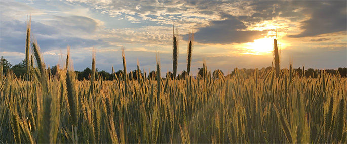 Foto: Bastian Hähling